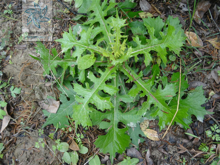 shih /i>)是菊科翅果菊属的植物,翼柄5厘米,侧裂片2-5对,总苞片4-5