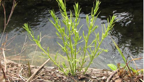  p> b>藏南百蕊草 /b>(学名: i>thesium emodi /i>),为檀香科 a