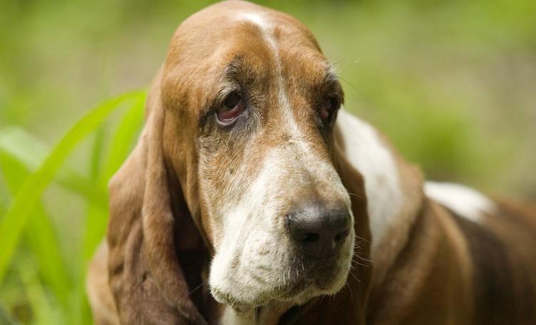 p>巴吉度猎犬(basset hound)也有的称法国短脚猎犬.