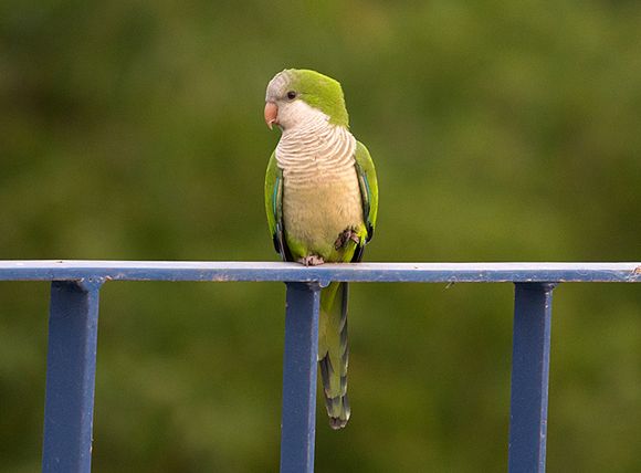  p>和尚鹦鹉(学名: i>myiopsitta monachus /i>)共有3个 a target="