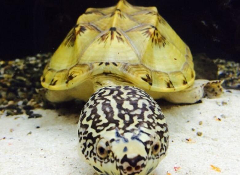  p>三弦巨型鹰嘴泥龟,俗称 a href="#" data-lemmaid="6694985">