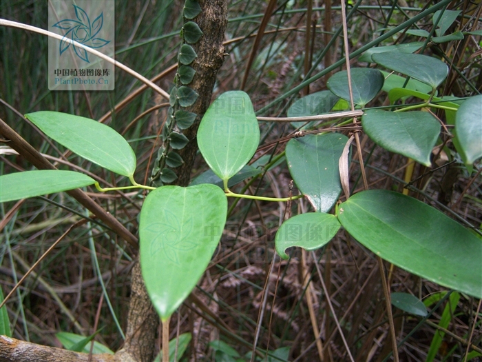 smilax corbularia kunth