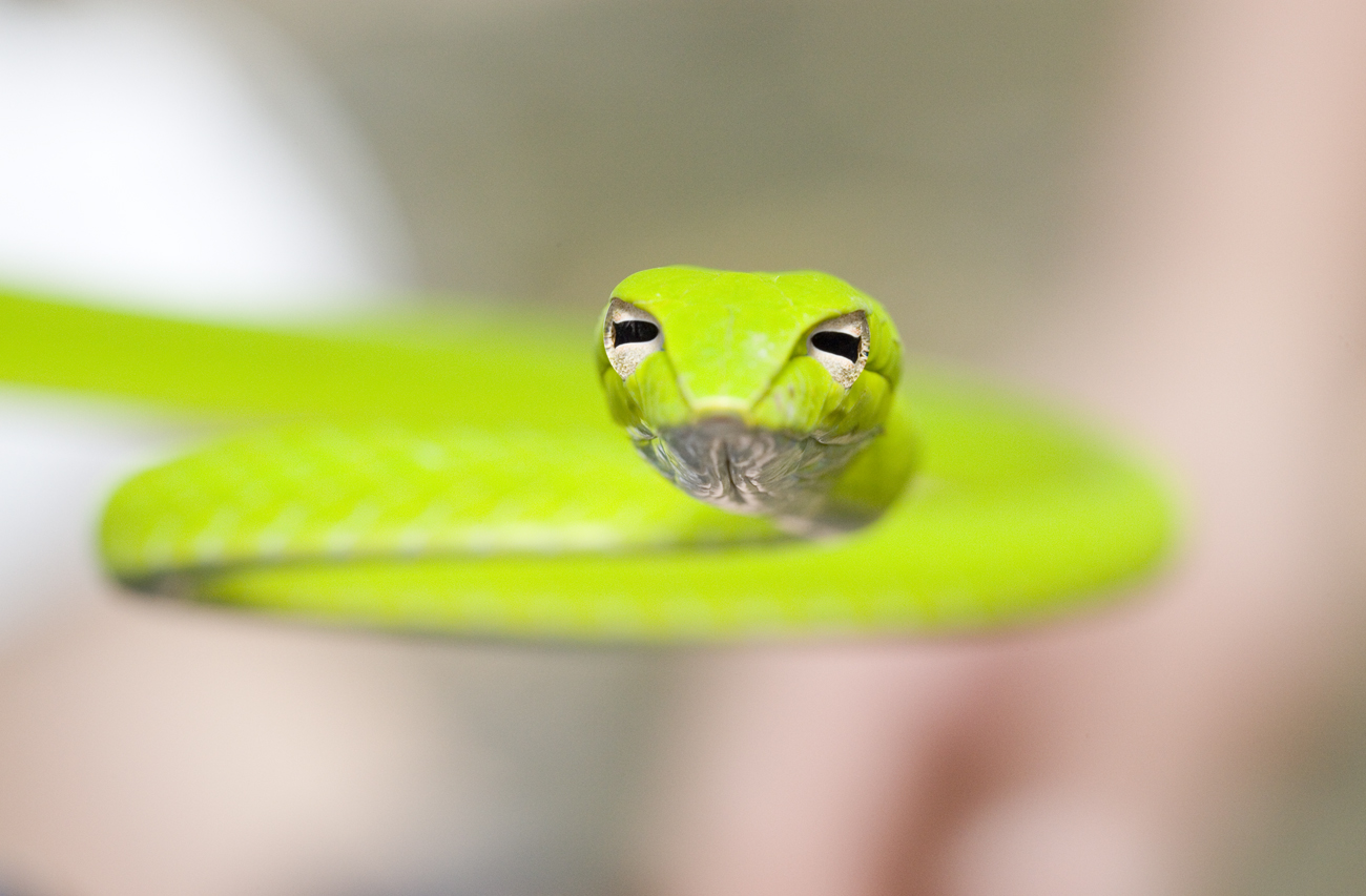  p>绿瘦蛇(学名: i>ahaetulla prasina /i>)是游蛇科,瘦蛇属轻毒性后