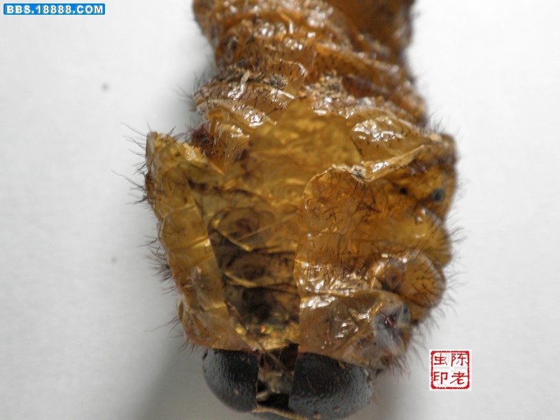  p>细角疣犀金龟所知共有五个亚种, 全部分布于中国云南广西到 a href