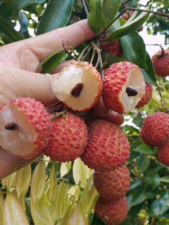 桂味荔枝(桂味荔枝什么时候来花芽)