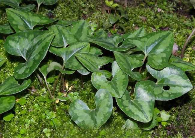  p data-id="tykp0aylb9jf">杜衡( i>asarum forbesii /i> maxim.