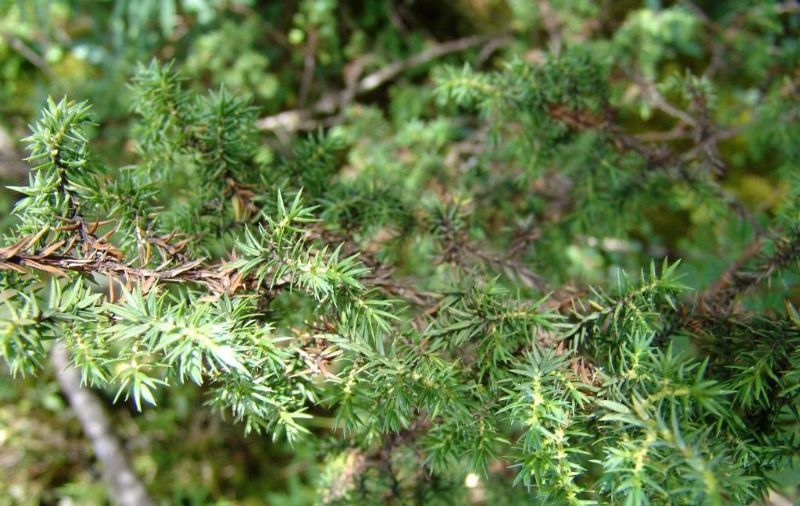 刺松（松科松属植物）_百度百科