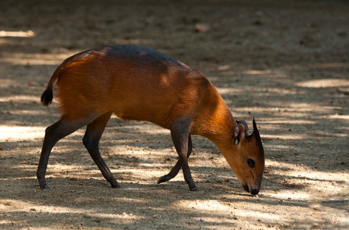  p>红腰小羚羊(学名: i>cephalophus rufilatus /i>):是偶蹄目,牛科