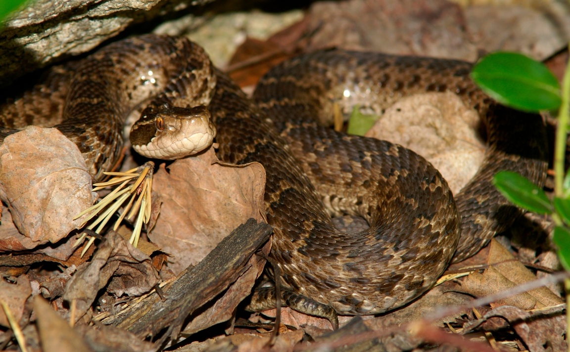 "/item/颊窝/2987108" data-lemmaid="2987108">颊窝 /a>的管牙类毒蛇