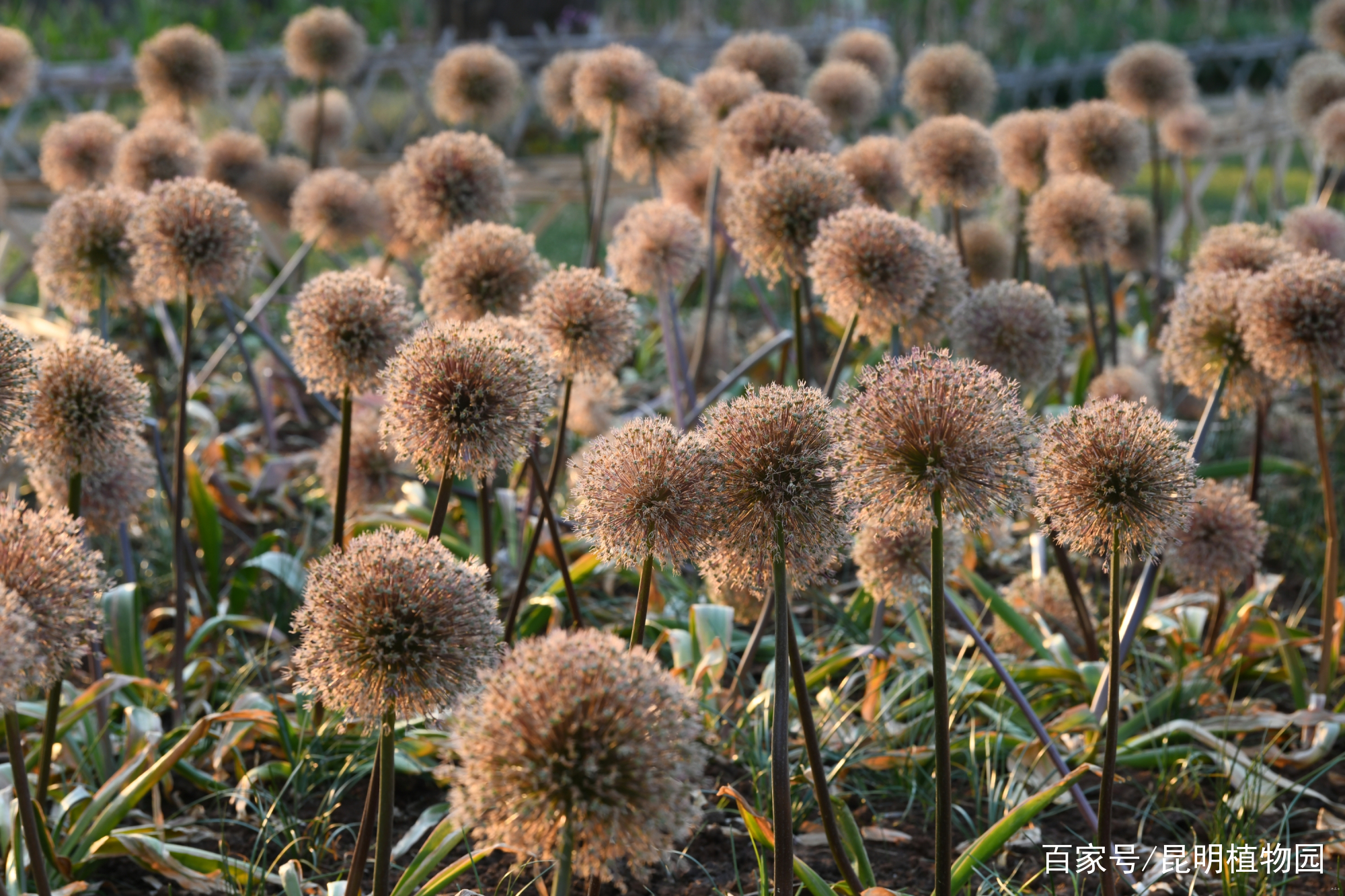葱属植物专题展 云赏花之 葱花葱实亦有情 百科ta说