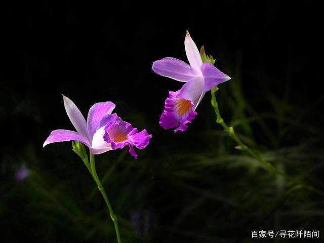 竹叶兰，一种长的像杂草，但在开花一瞬间便能惊艳到你的美丽花儿_百科TA说