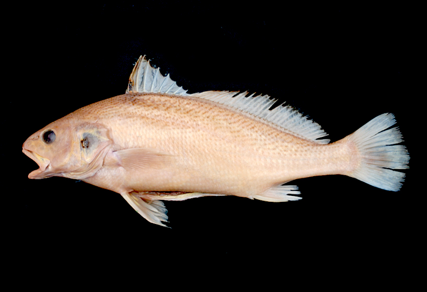  p>黄姑鱼(学名: i>nibea albiflora) /i>是石首鱼科,黄姑鱼属鱼类.