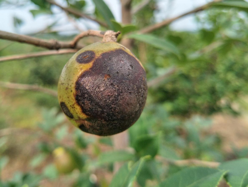 href="/item/油茶/6006" data-lemmaid="6006">油茶 /a>的病害