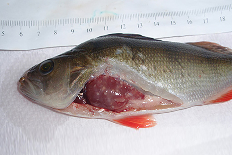 haematopoietic necrosis)是由一种虹彩病毒感染所引起的全身性疾病