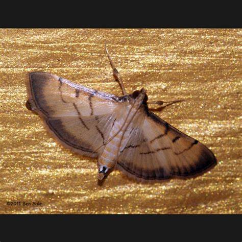 前翅前缘及外缘有较宽的暗褐色带,内横线褐色弯曲,外横线伸直倾斜,中