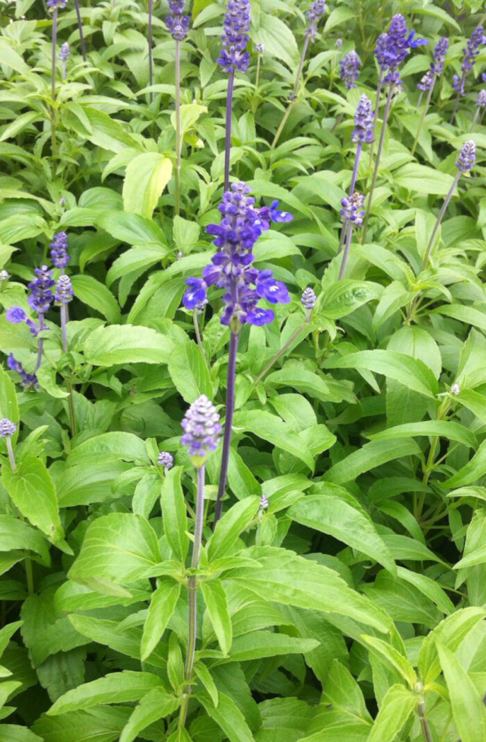  p>大叶鼠尾草(学名:salvia grandifolia w. w.