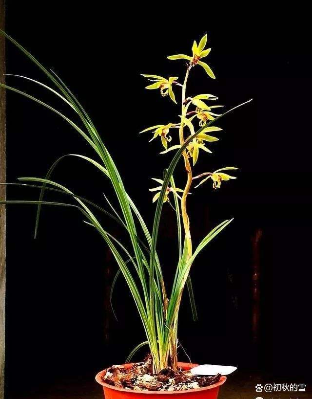 蕙兰的花期该如何正确浇水、施肥？光照怎么调整？_百科TA说