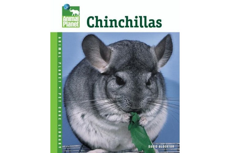 chinchillas