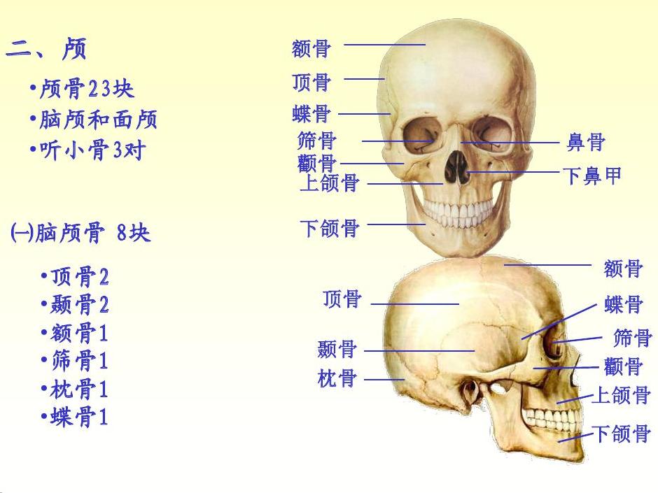  p>颅骨(skull)位于脊柱上方,由23块形状和大小不同的扁骨和不规则骨