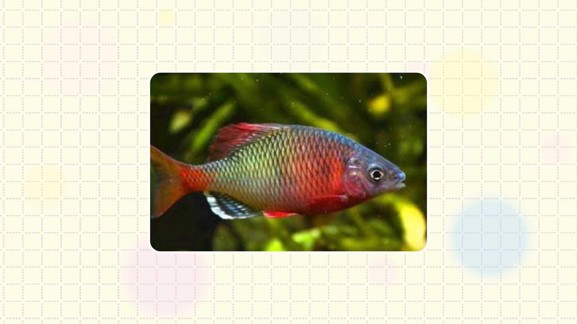 越南鱊:鲤科鱊属的一种鱼类