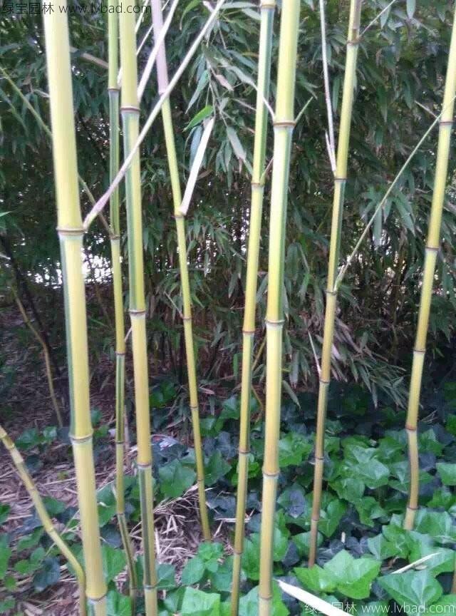 黄槽竹_百度百科