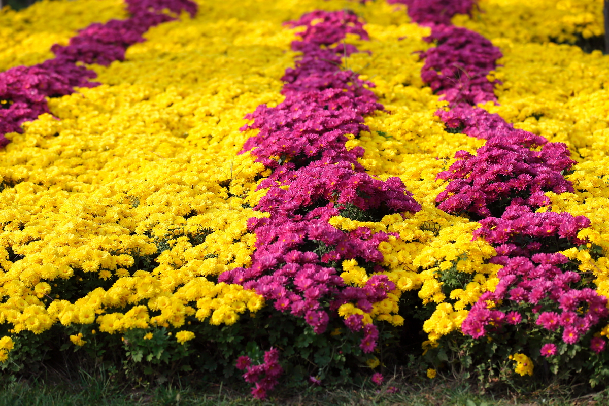  p>国庆菊为一种常见的草花品种,它喜欢温暖湿润的