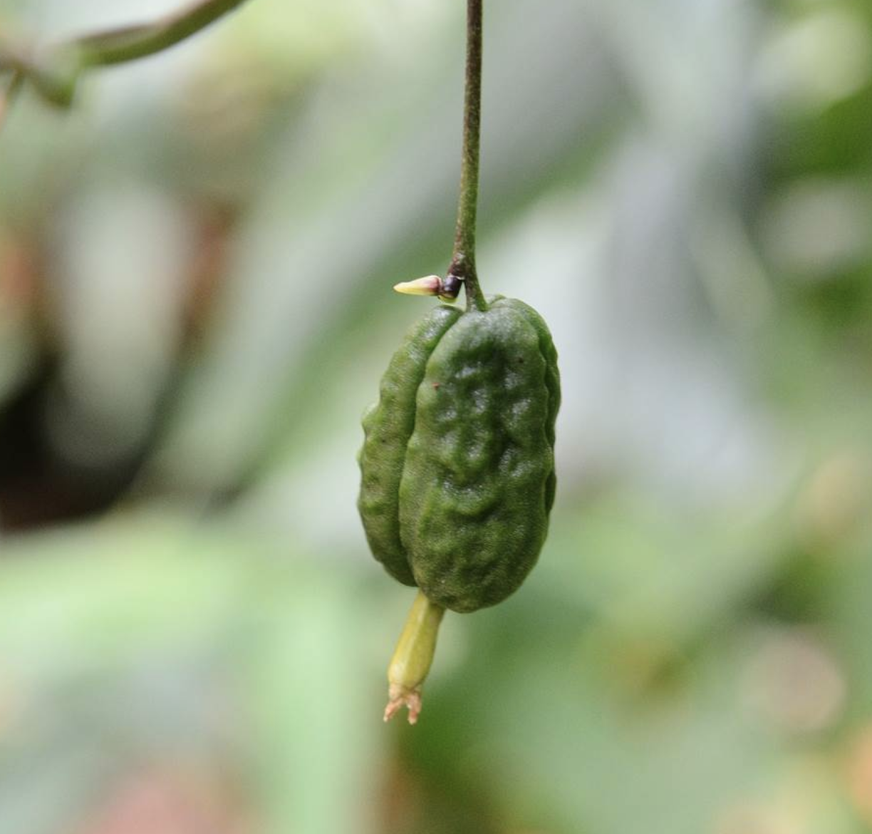 globba racemosa smith