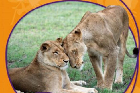 动物的交流(动物的秘密系列7)