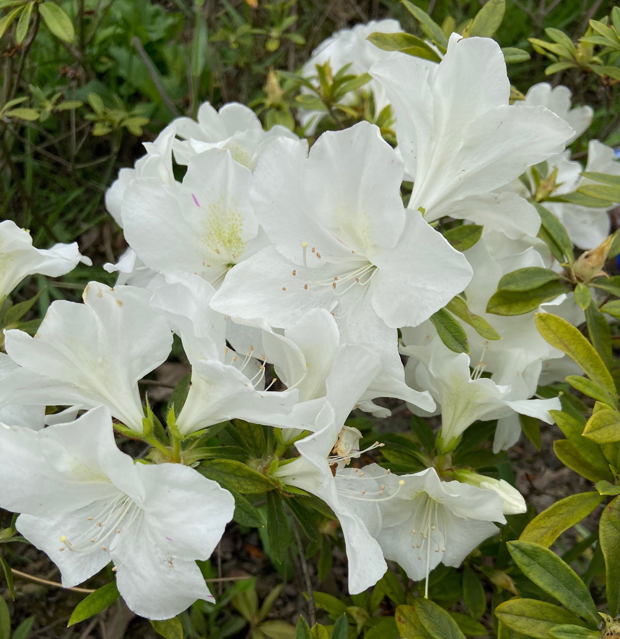 a target="_blank" href="/item/白花杜鹃