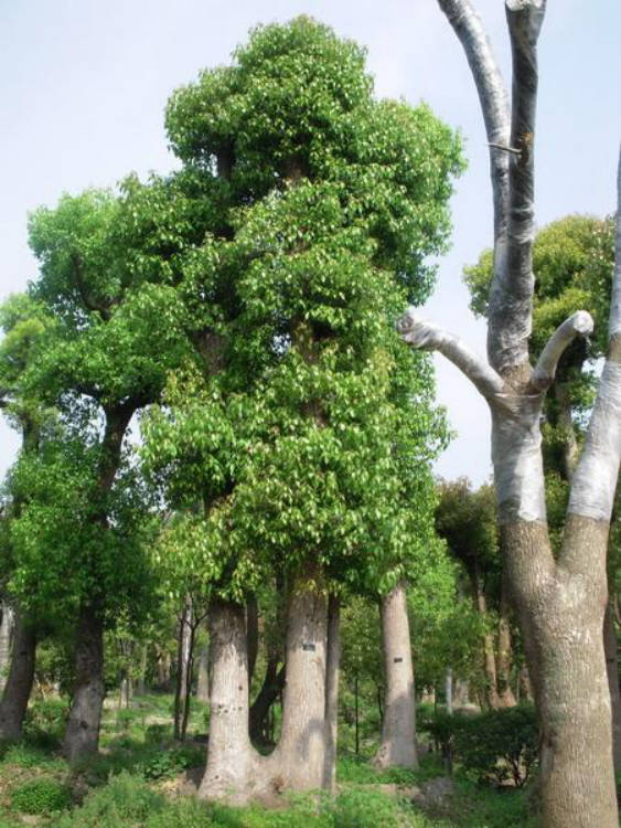 樟：有很多故事可以言说_百科TA说