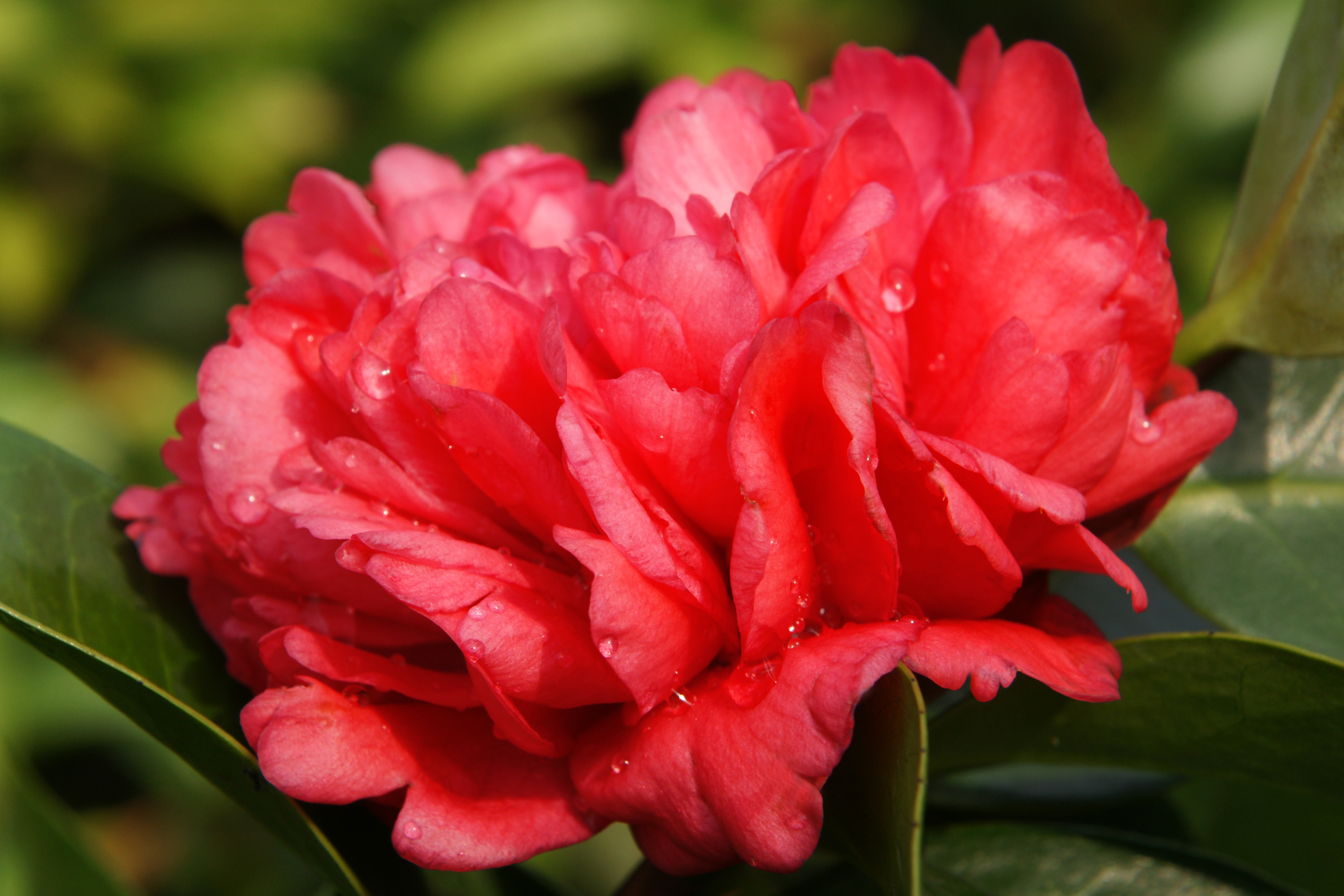 四季茶花有几个品种(四季茶花中哪个品种最好)