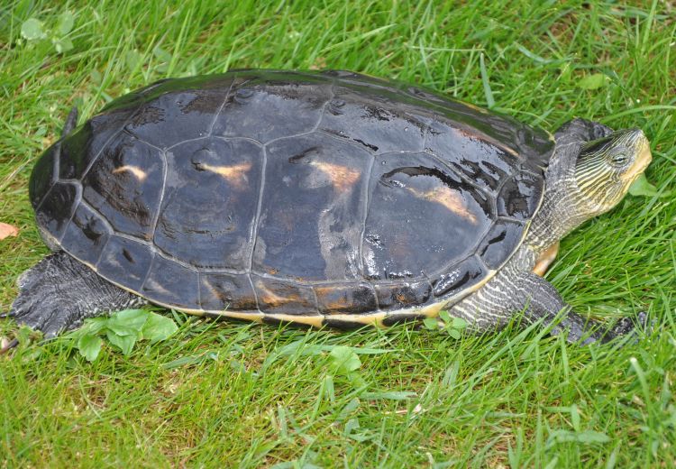  p>花龟(学名: i>mauremys sinensis /i>)是龟科,拟水龟属动物.