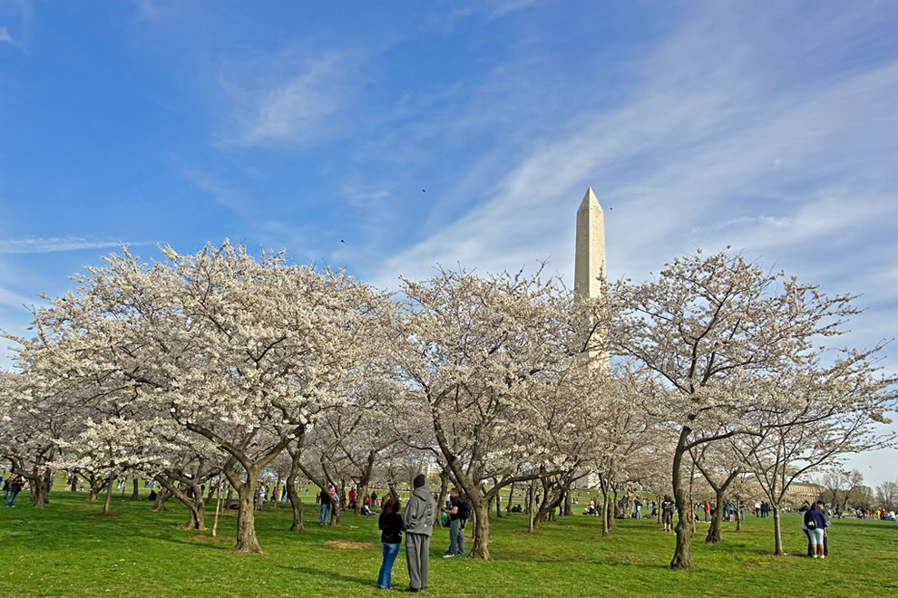 华盛顿樱花园(washington cherry garden):每年春天来临时,美国首都<a