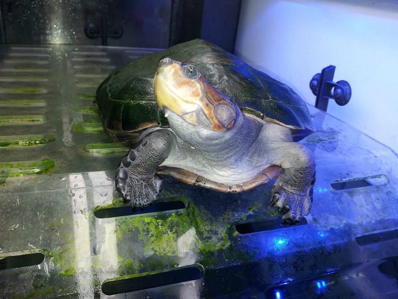 颈龟(学名: i>podocnemis unifilis /i>)是侧颈龟科,南美侧颈龟属动物