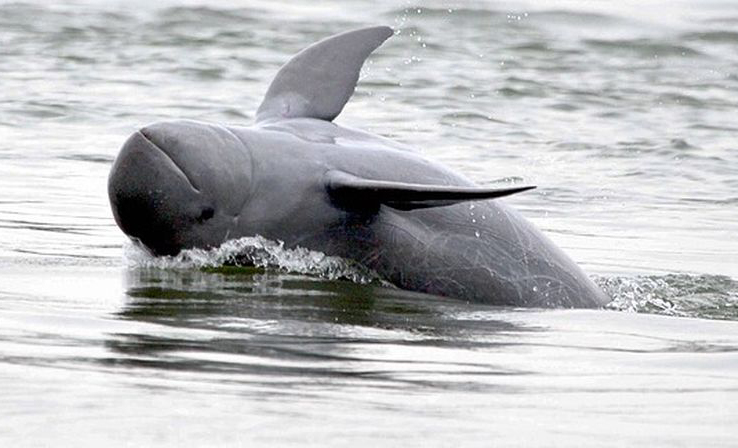 短吻海豚