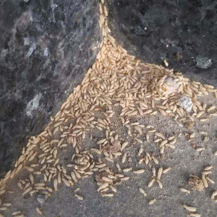 华南马扭白蚁