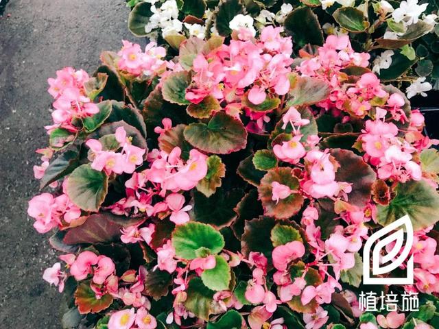 植培施 四季秋海棠begonia Semperflorens 温室花卉栽培手册 百科ta说