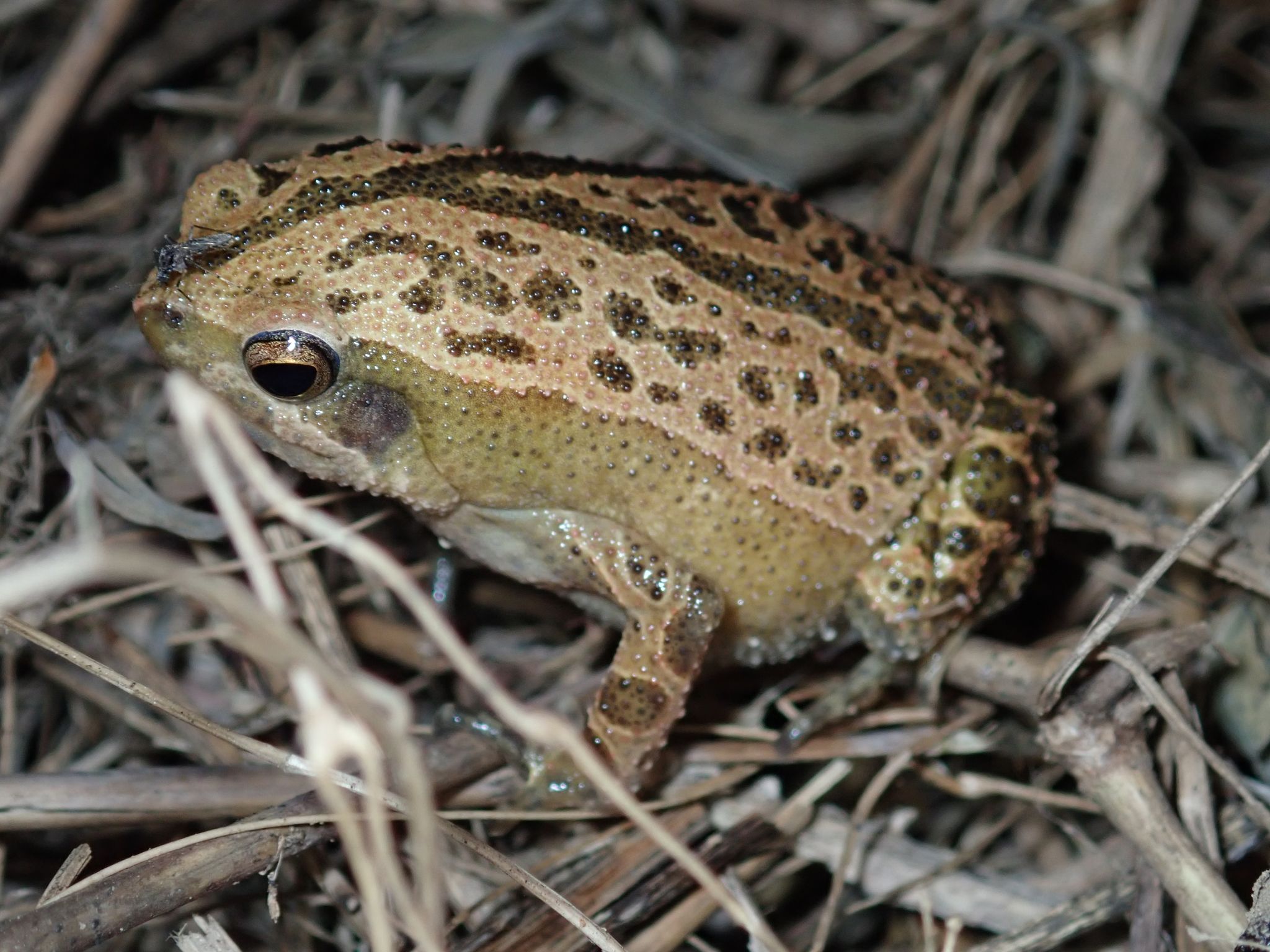  p>花细狭口蛙(学名: i>kalophrynus interlineatus /i>)是姬蛙科,细