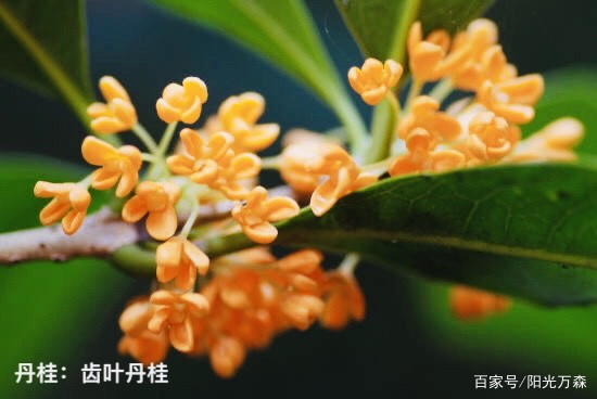 桂花——四大类主要二十五个名贵品种详介_百科TA说