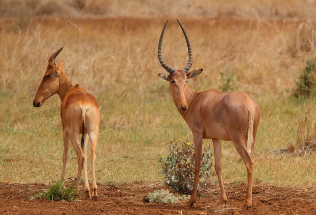  p>亨氏牛羚(学名: i>beatragus hunteri /i>):是哺乳纲,牛科,狷羚
