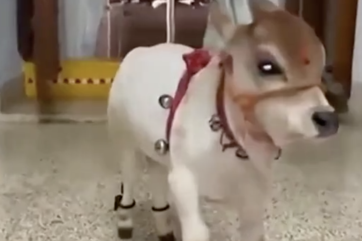 p> p>微型瘤牛是印度安得拉邦小镇蓬格阿努尔居民培育的古老奶用品 