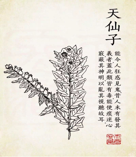 “邪恶的仙子”——天仙子的趣味知识_百科TA说