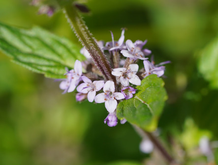 Mentha australis_百度百科