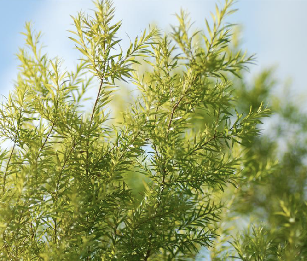 是桃金娘科白千层属植物,常绿乔木.