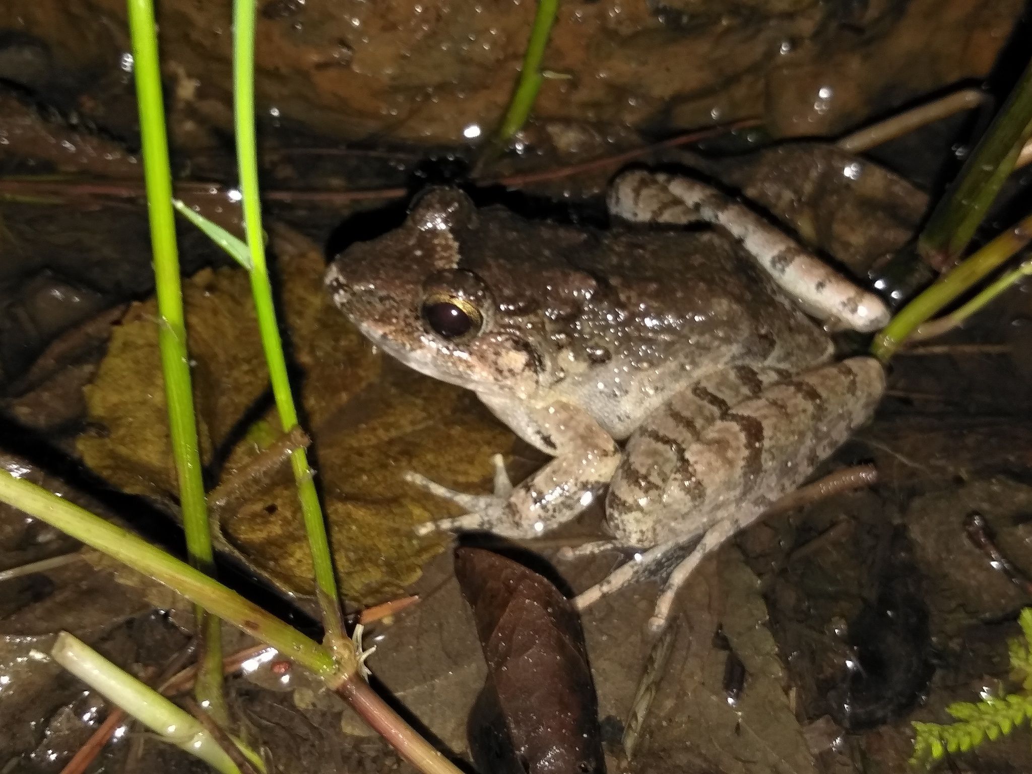 海陆蛙(学名:fejervarya cancrivora)是叉舌蛙科,陆蛙属的<