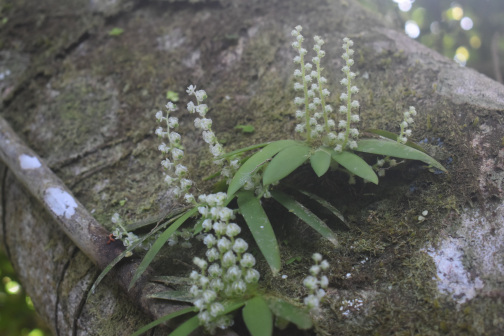Ornithocephalus cochleariformis_百度百科
