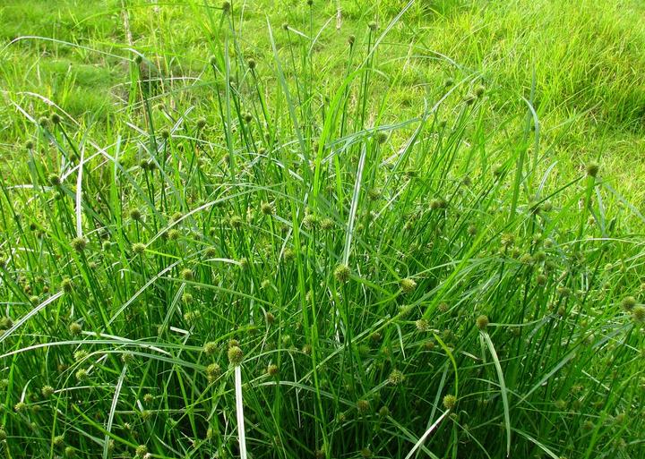  p>短叶水蜈蚣(学名: i>kyllinga brevifolia /i> rottb. descr.