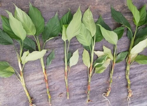 万年青（天门冬科万年青属植物）_百度百科