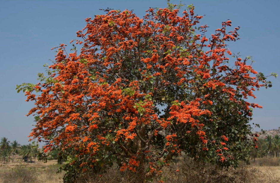 (学名: i>butea monosperma  /i>kuntze)是豆科,紫矿属乔木,树皮