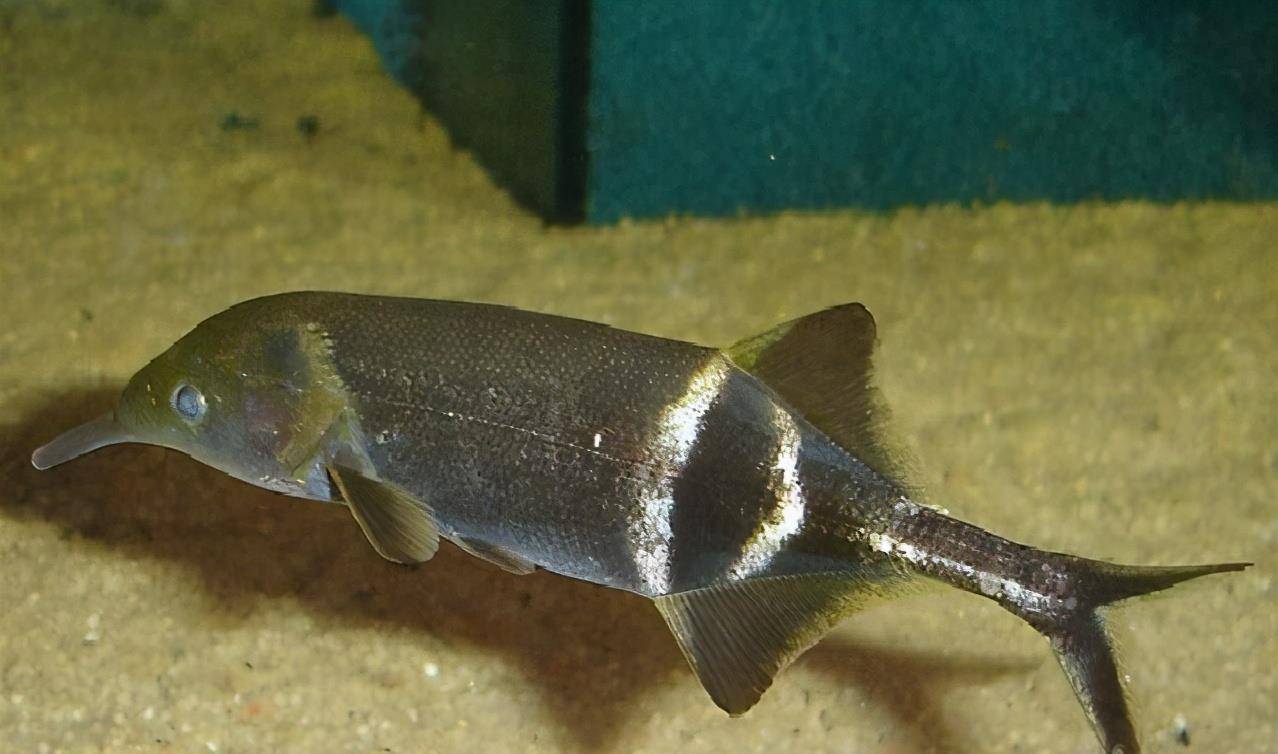 克氏弯颌象鼻鱼